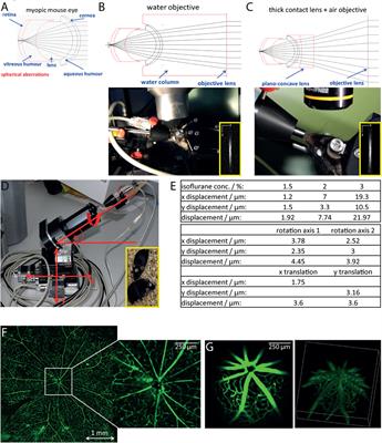 Longitudinal Intravital Imaging of the Retina Reveals Long-term Dynamics of Immune Infiltration and Its Effects on the Glial Network in Experimental Autoimmune Uveoretinitis, without Evident Signs of Neuronal Dysfunction in the Ganglion Cell Layer